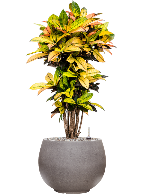 Croton (Codiaeum) variegatum 'Mrs. Iceton' in Rotunda Urban Office Plant With Pot 103cm Height 30.5cm Dia