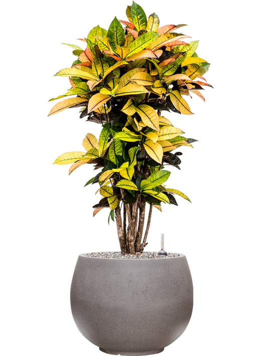 Croton (Codiaeum) variegatum 'Mrs. Iceton' in Rotunda Urban Office Plant With Pot 103cm Height 30.5cm Dia