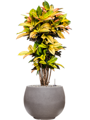 Croton (Codiaeum) variegatum 'Mrs. Iceton' in Rotunda Urban Office Plant With Pot 103cm Height 30.5cm Dia