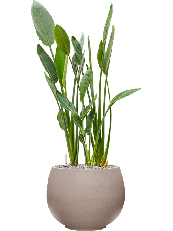 Strelitzia reginae in Rotunda Urban Office Plant With Pot 133cm Height 39.5cm Dia