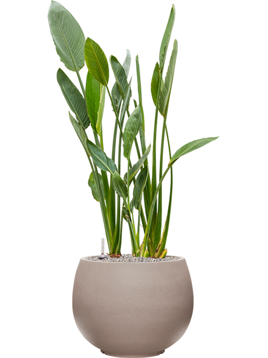 Strelitzia reginae in Rotunda Urban Office Plant With Pot 133cm Height 39.5cm Dia