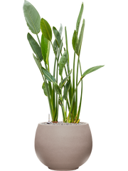 Strelitzia reginae in Rotunda Urban Office Plant With Pot 133cm Height 39.5cm Dia