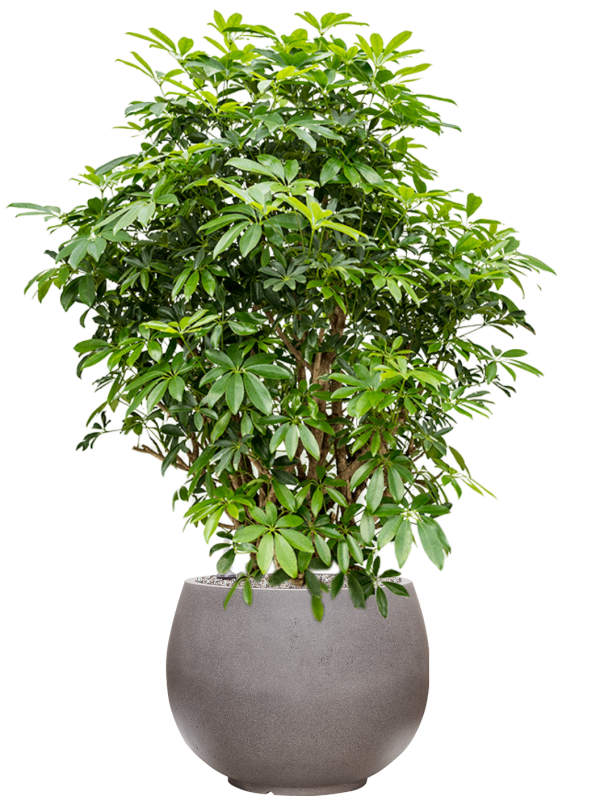 Schefflera arboricola 'Compacta' in Rotunda Urban Office Plant With Pot 136cm Height 39.5cm Dia