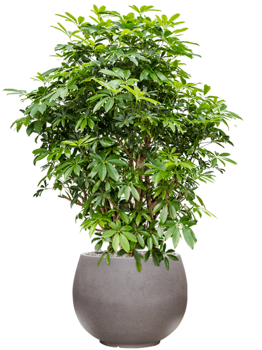 Schefflera arboricola 'Compacta' in Rotunda Urban Office Plant With Pot 136cm Height 39.5cm Dia