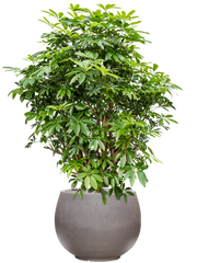 Schefflera arboricola 'Compacta' in Rotunda Urban Office Plant With Pot 136cm Height 39.5cm Dia