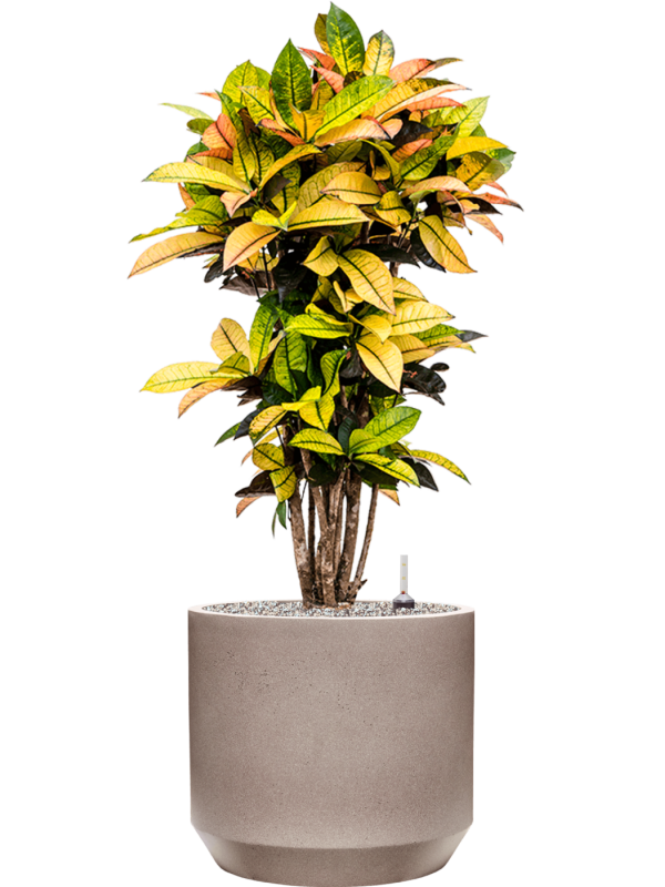 Croton (Codiaeum) variegatum 'Mrs. Iceton' in Rotunda Urban Office Plant With Pot 107cm Height 30cm Dia