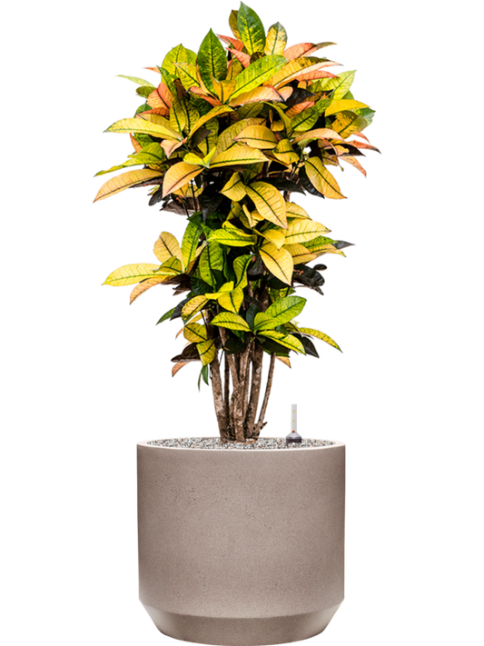 Croton (Codiaeum) variegatum 'Mrs. Iceton' in Rotunda Urban Office Plant With Pot 107cm Height 30cm Dia