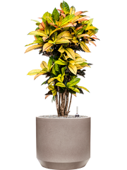 Croton (Codiaeum) variegatum 'Mrs. Iceton' in Rotunda Urban Office Plant With Pot 107cm Height 30cm Dia