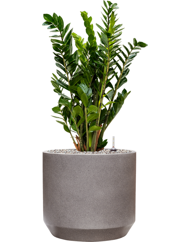 Zamioculcas zamiifolia in Rotunda Urban Office Plant With Pot 90cm Height 30cm Dia