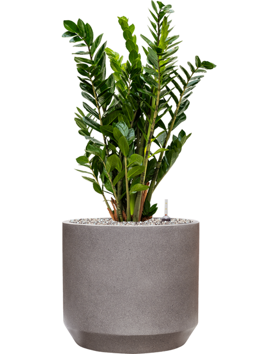 Zamioculcas zamiifolia in Rotunda Urban Office Plant With Pot 90cm Height 30cm Dia