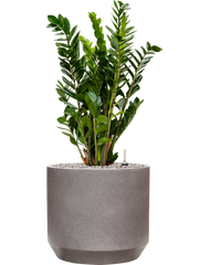 Zamioculcas zamiifolia in Rotunda Urban Office Plant With Pot 90cm Height 30cm Dia