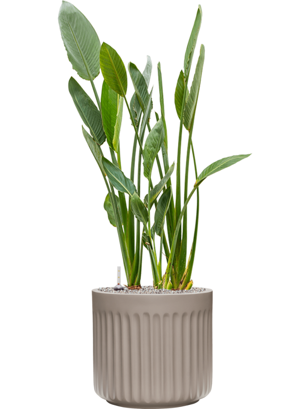 Strelitzia reginae in Doric Natural Office Plant With Pot 136cm Height 41cm Dia