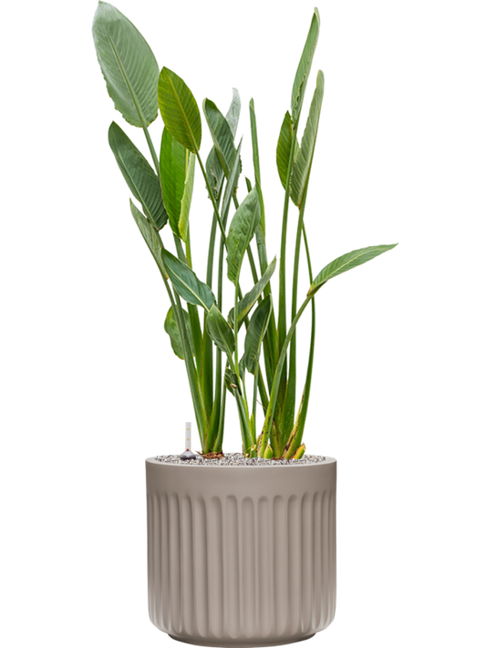 Strelitzia reginae in Doric Natural Office Plant With Pot 136cm Height 41cm Dia