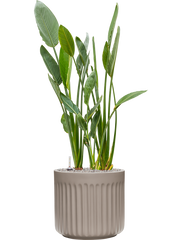 Strelitzia reginae in Doric Natural Office Plant With Pot 136cm Height 41cm Dia