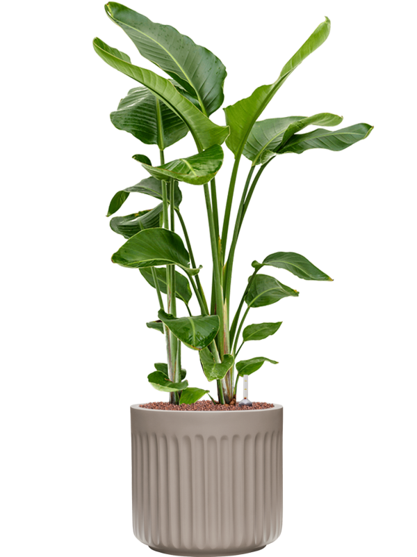 Strelitzia nicolai in Doric Natural Office Plant With Pot 113cm Height 31cm Dia