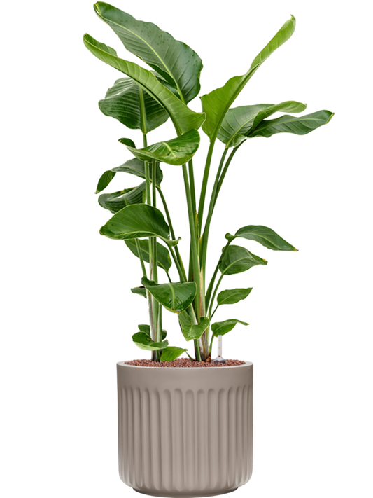 Strelitzia nicolai in Doric Natural Office Plant With Pot 113cm Height 31cm Dia