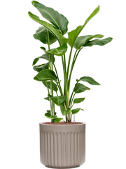 Strelitzia nicolai in Doric Natural Office Plant With Pot 113cm Height 31cm Dia