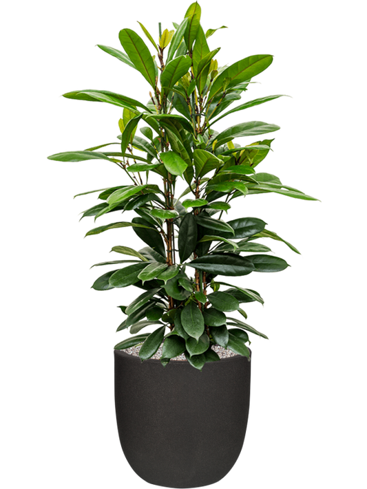 Ficus cyathistipula in Capi Urban Smooth NL Office Plant With Pot 133cm Height 37.5cm Dia