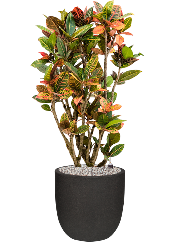 Croton variegatum 'Petra' in Capi Urban Smooth NL Office Plant With Pot 128cm Height 37.5cm Dia