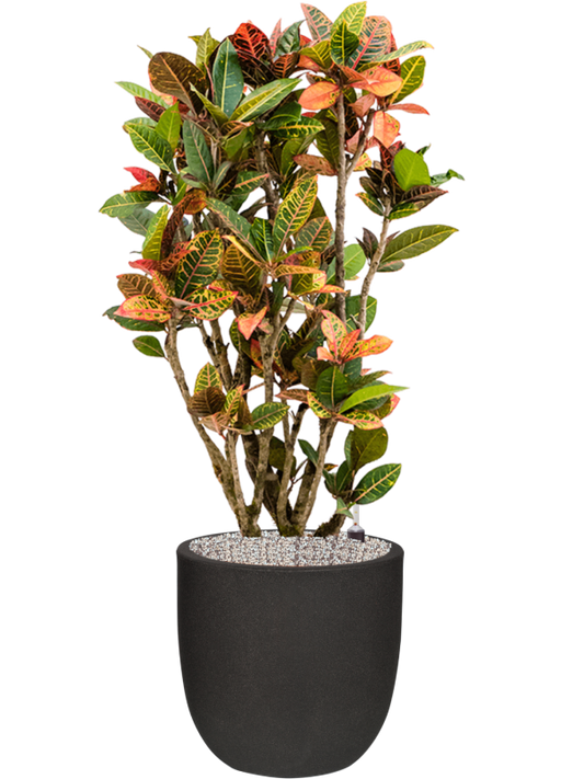 Croton variegatum 'Petra' in Capi Urban Smooth NL Office Plant With Pot 128cm Height 37.5cm Dia