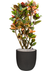 Croton variegatum 'Petra' in Capi Urban Smooth NL Office Plant With Pot 128cm Height 37.5cm Dia