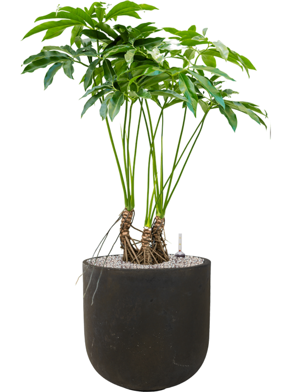 Philodendron 'Fun bun' in Static (GRC) Office Plant With Pot 116cm Height 35cm Dia