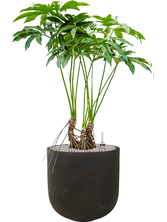 Philodendron 'Fun bun' in Static (GRC) Office Plant With Pot 116cm Height 35cm Dia