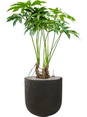 Philodendron 'Fun bun' in Static (GRC) Office Plant With Pot 116cm Height 35cm Dia