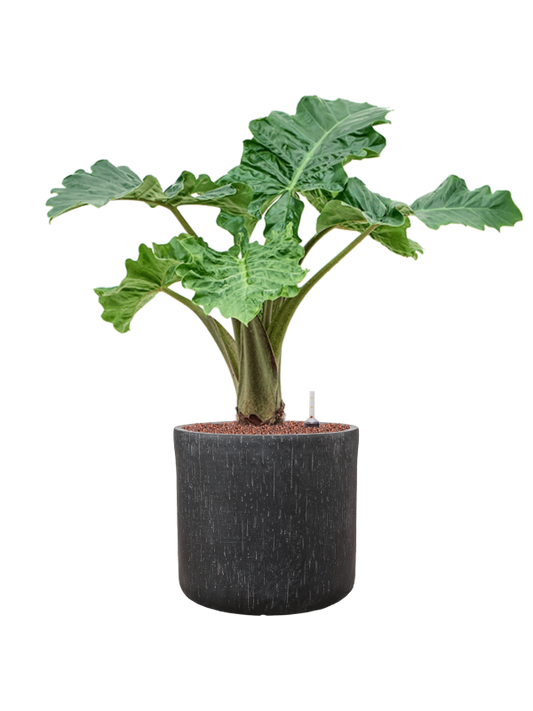 Alocasia 'Portodora' in Baq Raindrop Office Plant With Pot 86cm Height 32cm Dia