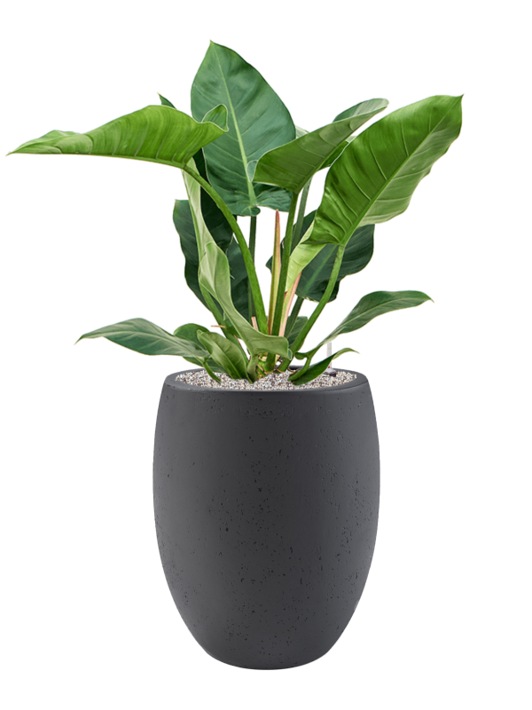 Philodendron 'Imperial Green' in Grigio Office Plant With Pot 103cm Height 30cm Dia