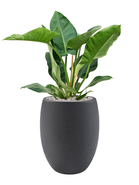 Philodendron 'Imperial Green' in Grigio Office Plant With Pot 103cm Height 30cm Dia