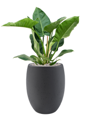 Philodendron 'Imperial Green' in Grigio Office Plant With Pot 103cm Height 30cm Dia