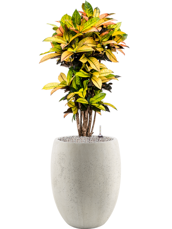 Croton (Codiaeum) variegatum 'Mrs. Iceton' in Grigio Office Plant With Pot 122cm Height 30cm Dia