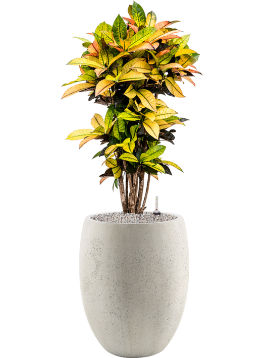 Croton (Codiaeum) variegatum 'Mrs. Iceton' in Grigio Office Plant With Pot 122cm Height 30cm Dia