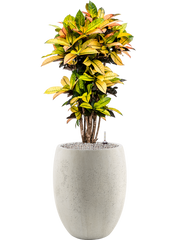 Croton (Codiaeum) variegatum 'Mrs. Iceton' in Grigio Office Plant With Pot 122cm Height 30cm Dia