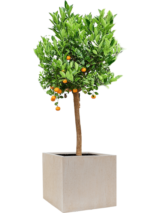 Citrus (Citrofortunella) calamondin in Baq Raindrop Office Plant With Pot 158cm Height 44cm Dia