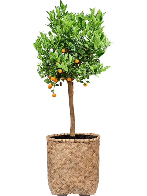 Citrus (Citrofortunella) calamondin in Bohemian Office Plant With Pot 164cm Height 48cm Dia