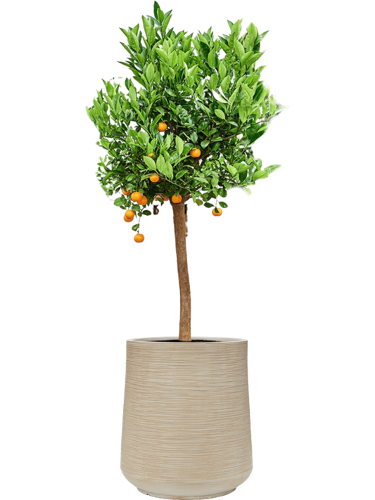 Citrus (Citrofortunella) calamondin in Baq Dune Office Plant With Pot 168cm Height 39cm Dia