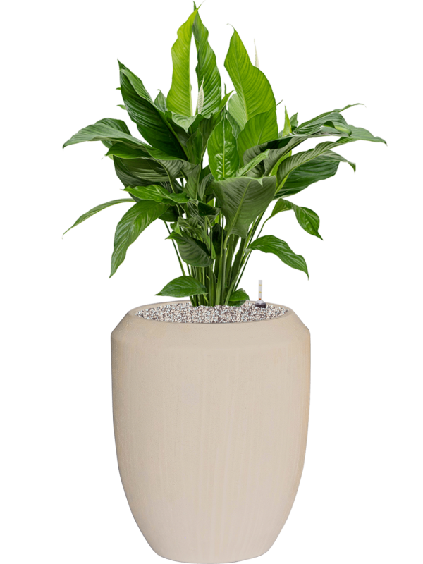 Spathiphyllum 'Sweet Lauretta' in Baq Polystone Coated Office Plant With Pot 117cm Height 30cm Dia