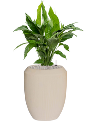 Spathiphyllum 'Sweet Lauretta' in Baq Polystone Coated Office Plant With Pot 117cm Height 30cm Dia