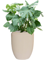 Monstera deliciosa in Baq Polystone Coated Plain Office Plant With Pot 109cm Height 30cm Dia