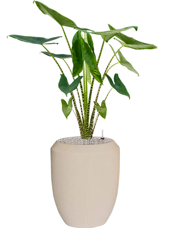 Alocasia zebrina in Baq Polystone Coated Plain Office Plant With Pot 138cm Height 30cm Dia