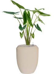 Alocasia zebrina in Baq Polystone Coated Plain Office Plant With Pot 138cm Height 30cm Dia