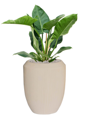 Philodendron 'Imperial Green' in Baq Polystone Coated Plain Office Plant With Pot 107cm Height 30cm Dia