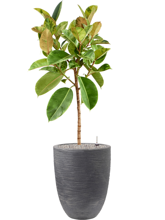 Ficus elastica 'Shivereana Moonshine' in Capi Waste Rib NL Office Plant With Pot 165cm Height 38cm Dia