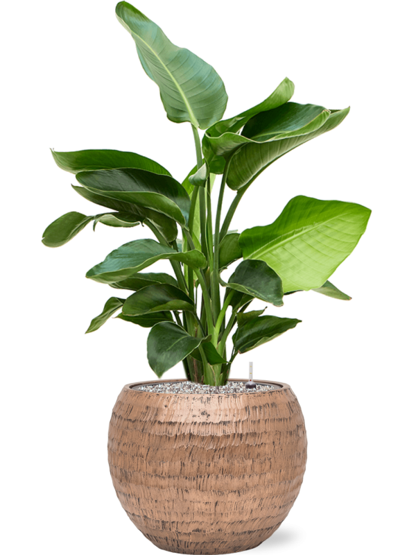 Strelitzia nicolai in Baq Opus Hammered Office Plant With Pot 101cm Height 27cm Dia