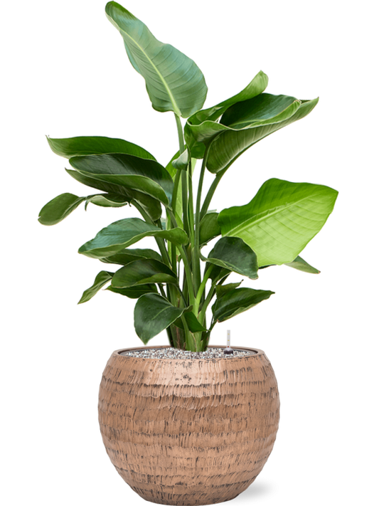 Strelitzia nicolai in Baq Opus Hammered Office Plant With Pot 101cm Height 27cm Dia