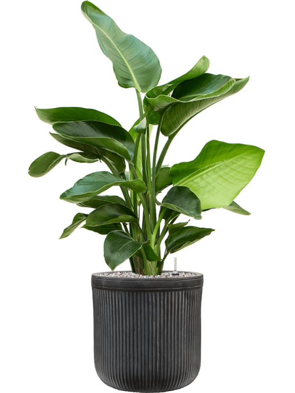 Strelitzia nicolai in Baq Vertical Rib Office Plant With Pot 100cm Height 26cm Dia