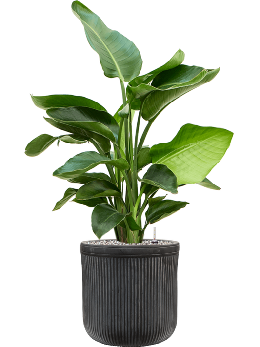 Strelitzia nicolai in Baq Vertical Rib Office Plant With Pot 100cm Height 26cm Dia