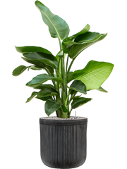 Strelitzia nicolai in Baq Vertical Rib Office Plant With Pot 100cm Height 26cm Dia